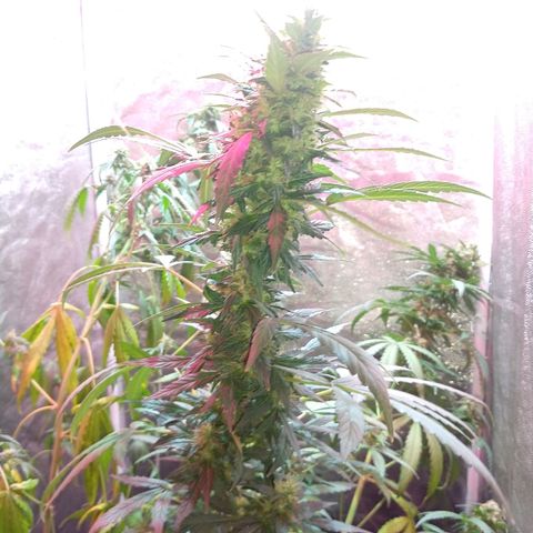 Gorilla Glue Auto growlog timeline photo