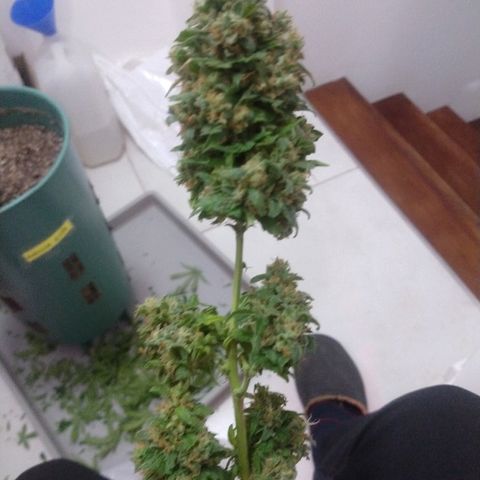 Gorilla Glue Auto growlog photo: Cosecha 22/05 