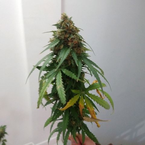 Gorilla Glue Auto growlog photo: Cosecha 22/05 