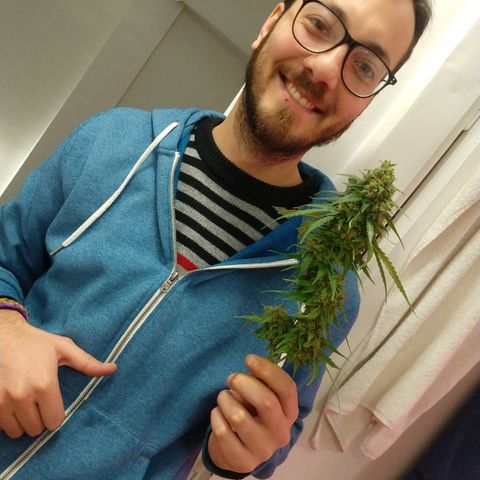Gorilla Glue Auto growlog photo: Cosecha 22/05 