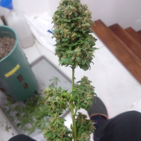 Gorilla Glue Auto growlog photo: Cosecha 22/05 