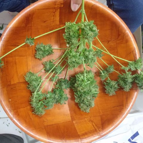 Gorilla Glue Auto growlog photo: Cosecha 22/05 