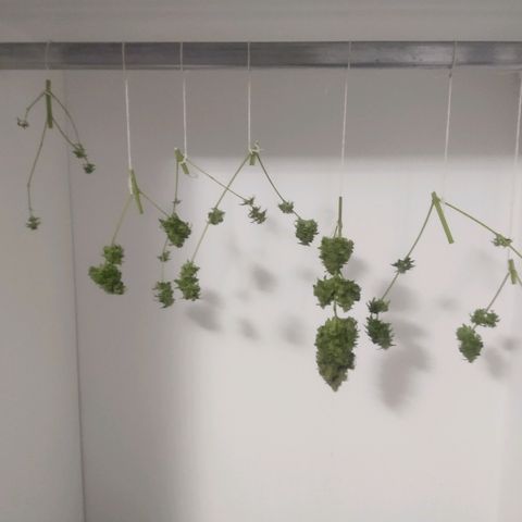 Gorilla Glue Auto growlog photo: Cosecha 22/05 