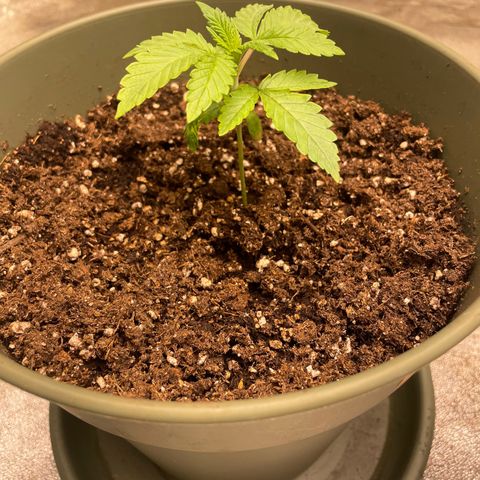 Royal Gorilla  growlog timeline photo