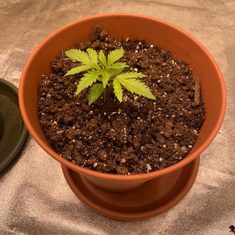 Kä Plan growlog timeline photo