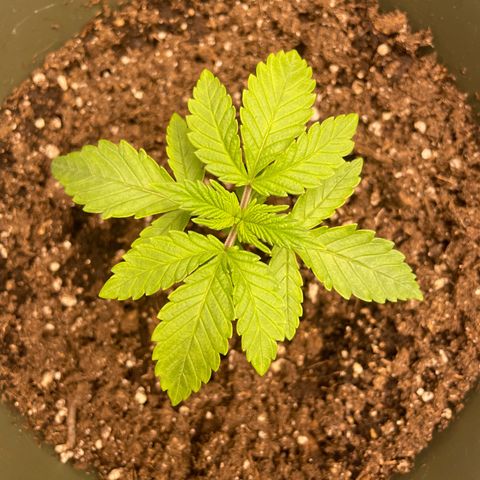 Royal Gorilla  growlog timeline photo