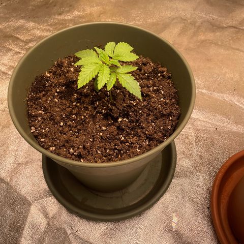 Royal Gorilla  growlog timeline photo