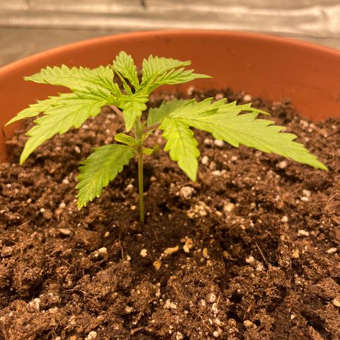 Kä Plan growlog timeline photo