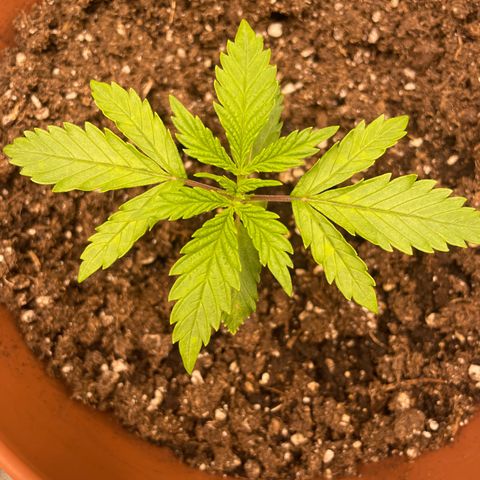Kä Plan growlog timeline photo