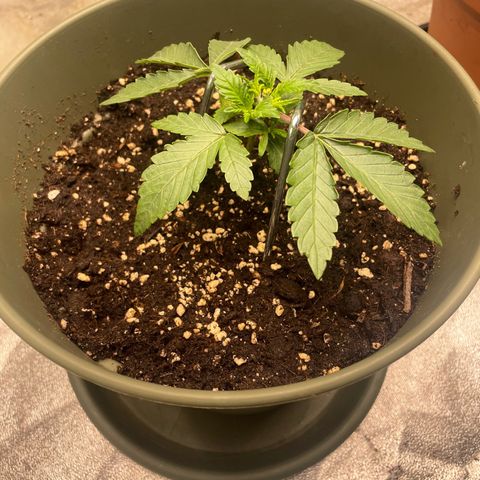 Royal Gorilla  growlog timeline photo