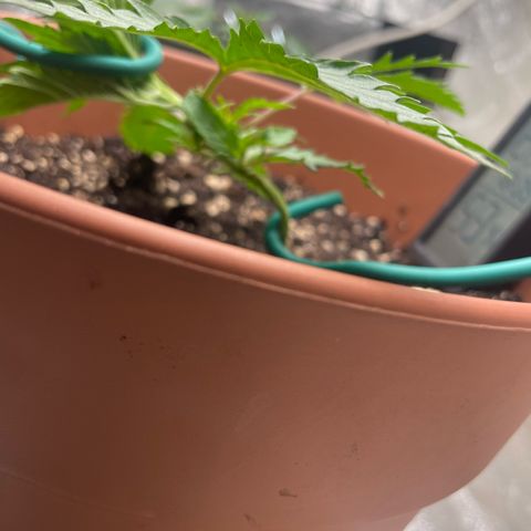 Kä Plan growlog timeline photo