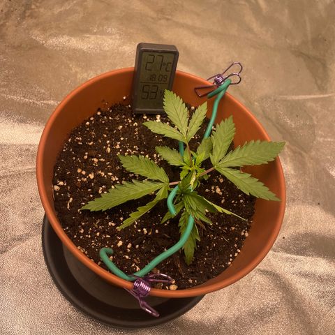 Kä Plan growlog timeline photo