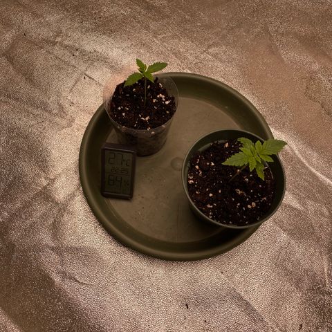 Kä Plan growlog timeline photo