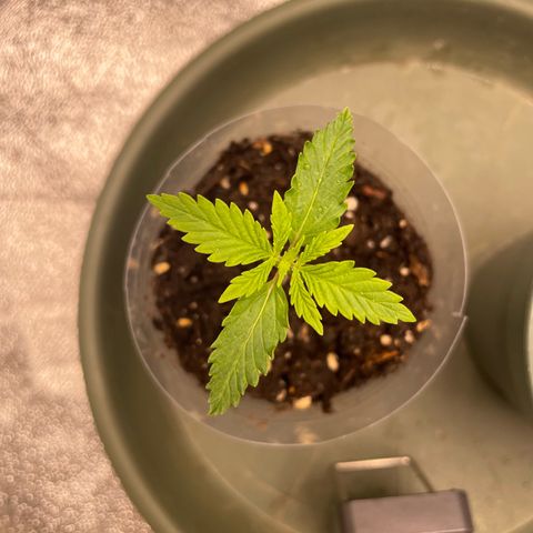 Kä Plan growlog timeline photo