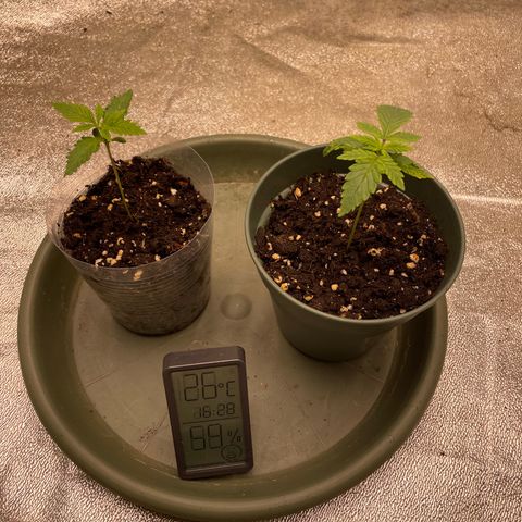 Kä Plan growlog timeline photo