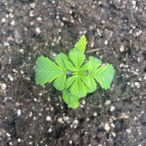 Royal Gorilla  growlog timeline photo