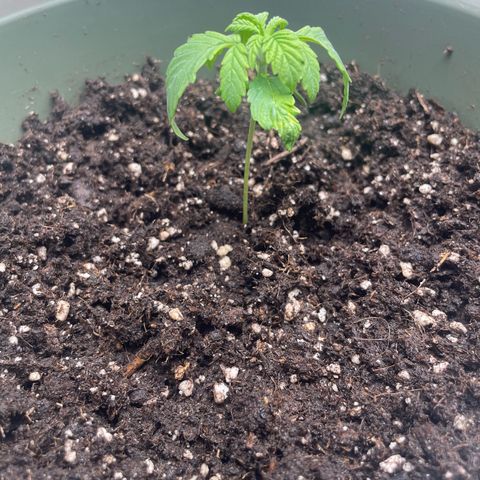 Royal Gorilla  growlog timeline photo