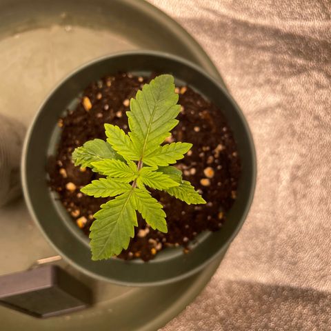 Royal Gorilla  growlog timeline photo