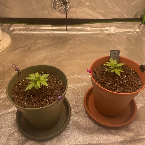 Royal Gorilla  growlog timeline photo