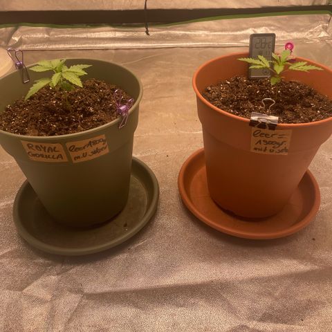 Royal Gorilla  growlog timeline photo