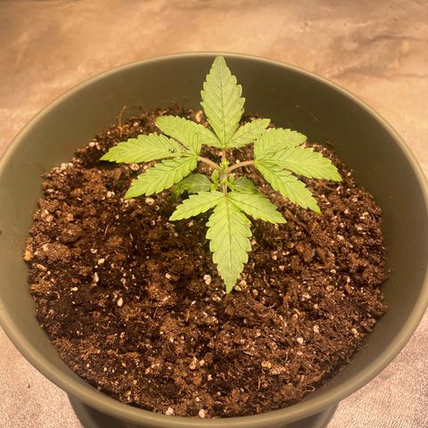 Royal Gorilla  growlog timeline photo
