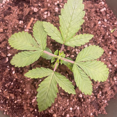 Royal Gorilla  growlog timeline photo