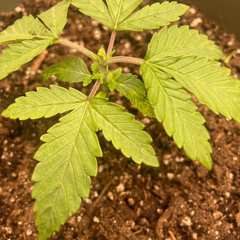 Royal Gorilla  growlog timeline photo