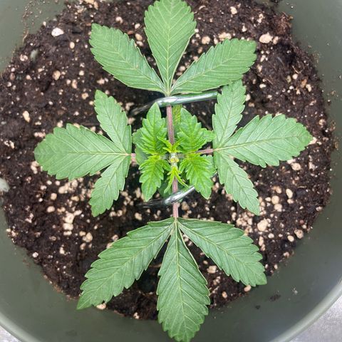 Royal Gorilla  growlog timeline photo