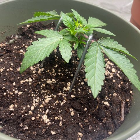 Royal Gorilla  growlog timeline photo