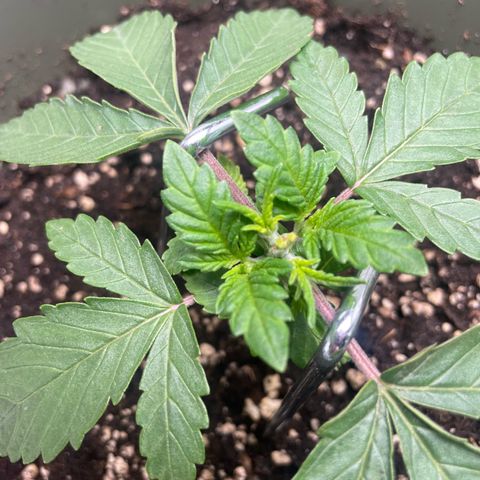 Royal Gorilla  growlog timeline photo
