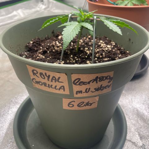 Royal Gorilla  growlog timeline photo