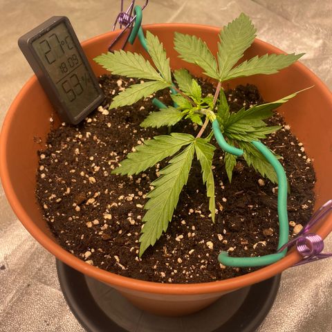 Kä Plan growlog timeline photo