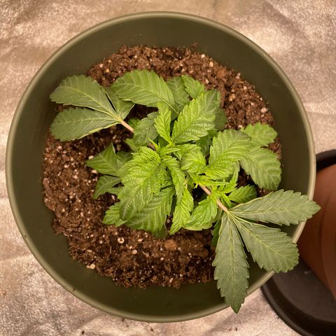 Royal Gorilla  growlog timeline photo