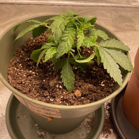 Royal Gorilla  growlog timeline photo