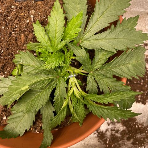 Kä Plan growlog timeline photo