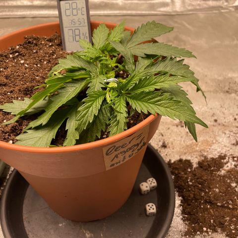 Kä Plan growlog timeline photo