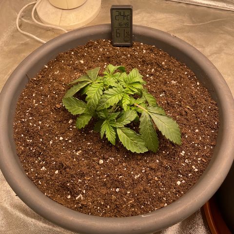 Royal Gorilla  growlog timeline photo