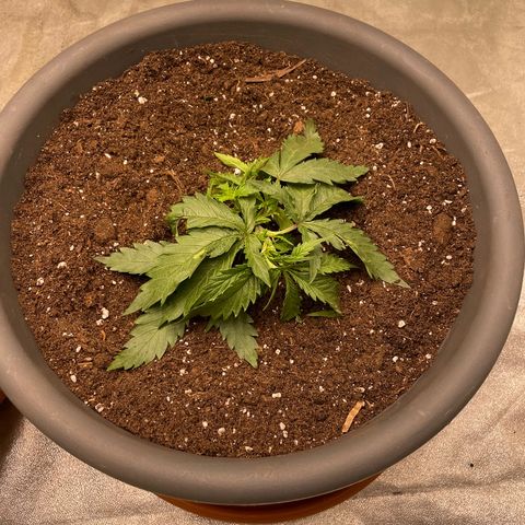 Royal Gorilla  growlog timeline photo