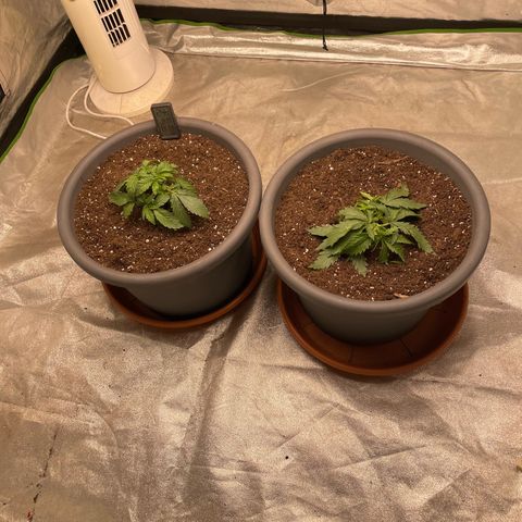 Royal Gorilla  growlog timeline photo