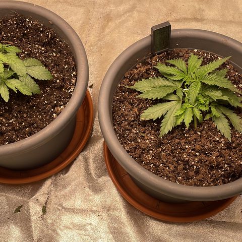 Royal Gorilla  growlog timeline photo