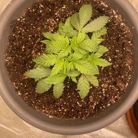 Royal Gorilla  growlog timeline photo
