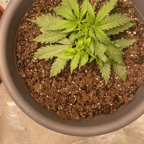 Kä Plan growlog timeline photo