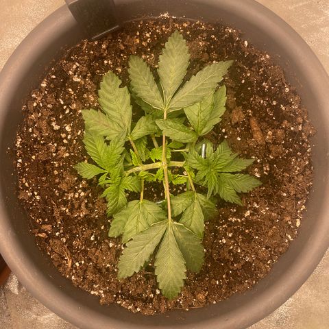 Royal Gorilla  growlog timeline photo
