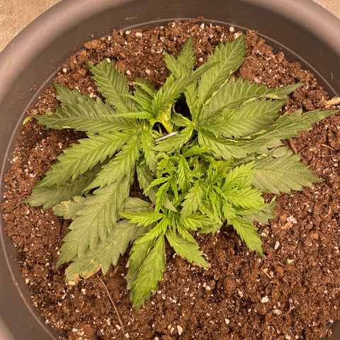 Kä Plan growlog timeline photo