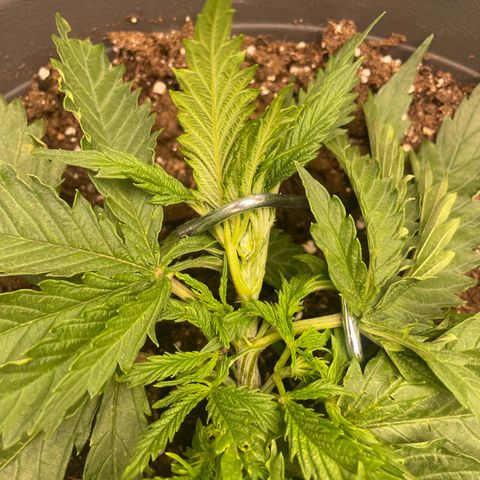 Kä Plan growlog timeline photo