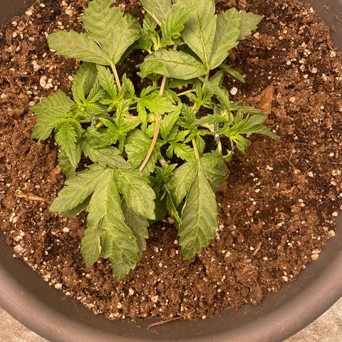 Royal Gorilla  growlog timeline photo