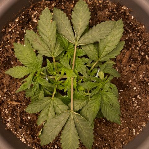 Royal Gorilla  growlog timeline photo