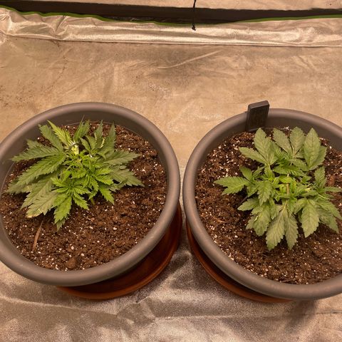 Royal Gorilla  growlog timeline photo