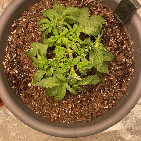 Royal Gorilla  growlog timeline photo