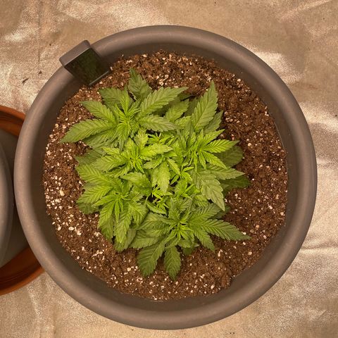 Royal Gorilla  growlog timeline photo